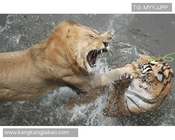 足球明星猪与老虎的奇幻对决揭示了团队合作与勇气的重要性